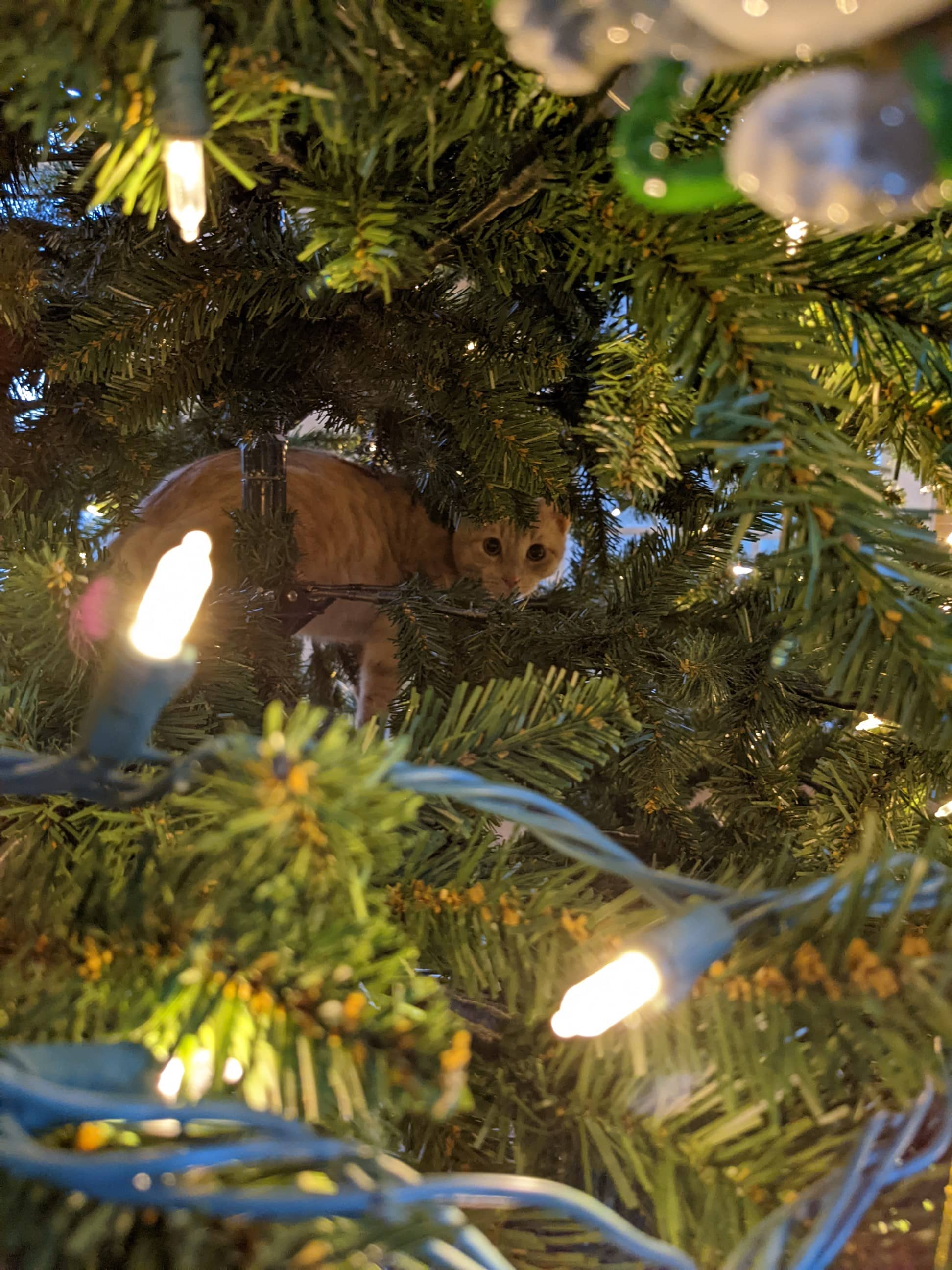 Gunter in a christmass tree