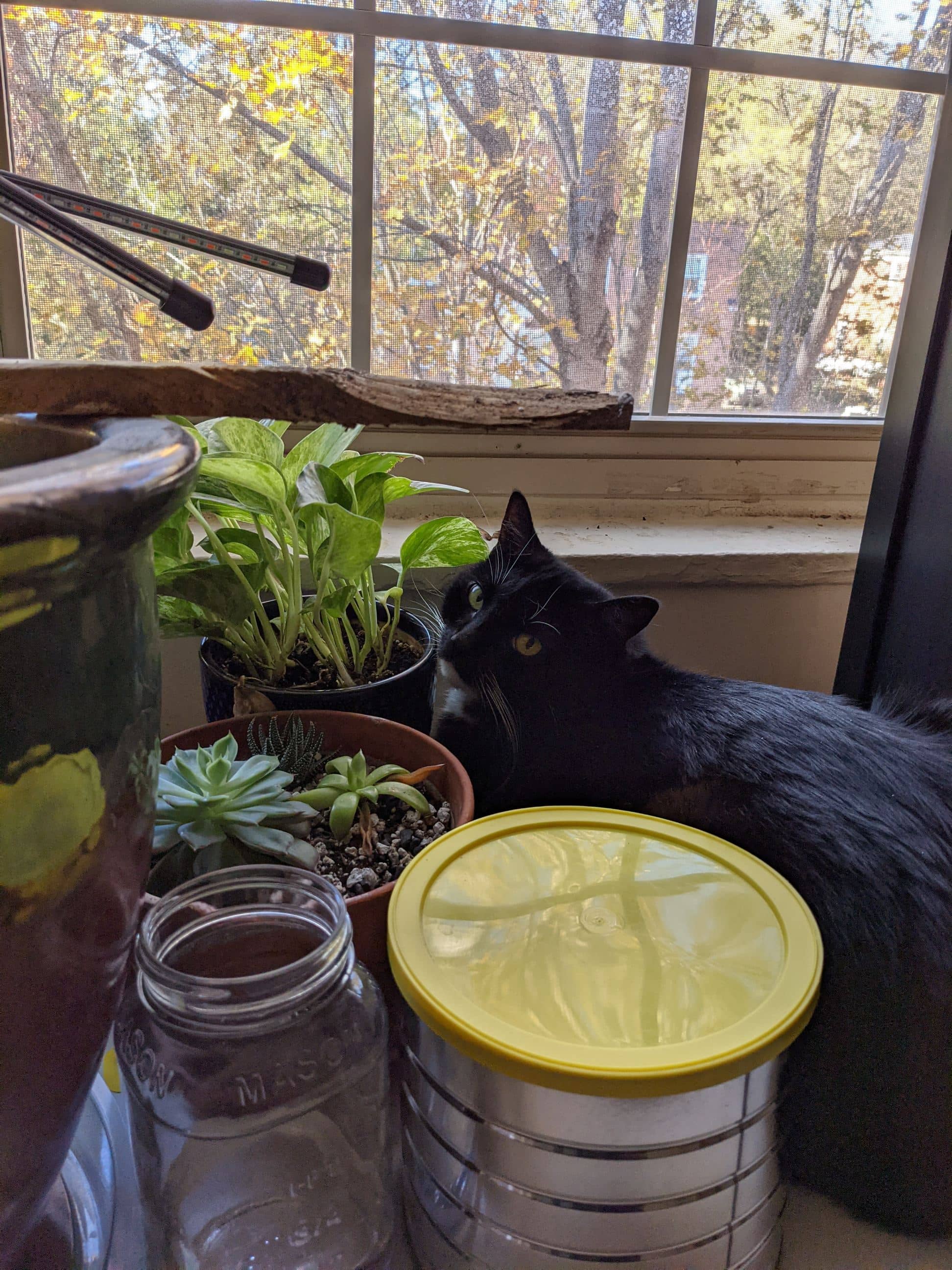 Rosie enjoying nature